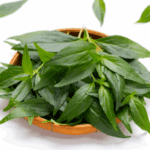 sambiloto untuk daya tahan tubuh