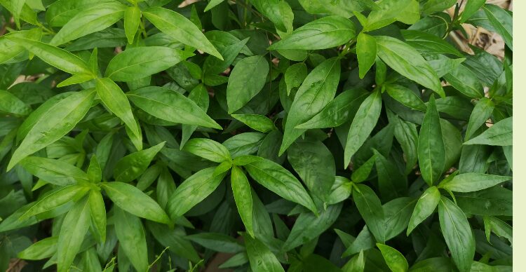 sambiloto untuk demam