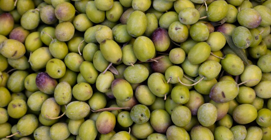 review buah zaitun kalengan terbaik