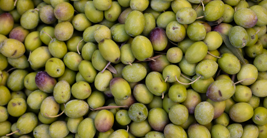 review buah zaitun kalengan terbaik