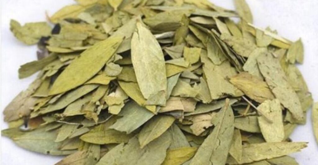 efek samping konsumsi jati cina