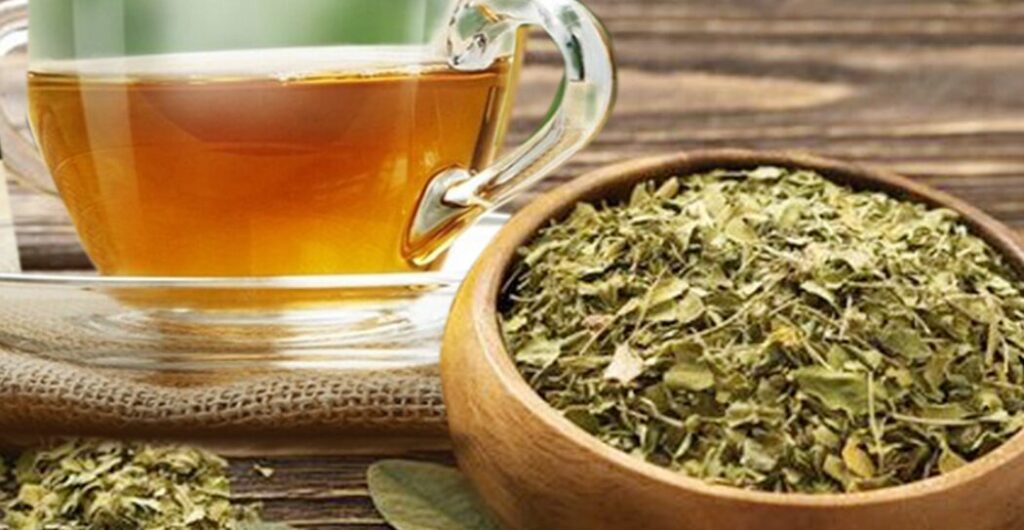 manfaat daun jati cina untuk tubuh