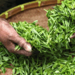 harga daun jati cina kering per kg