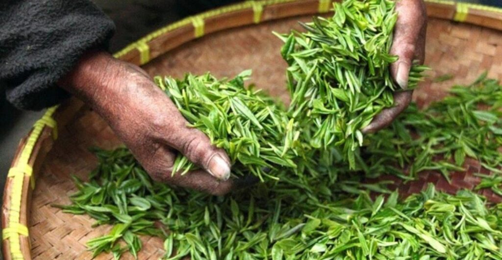 harga daun jati cina kering per kg