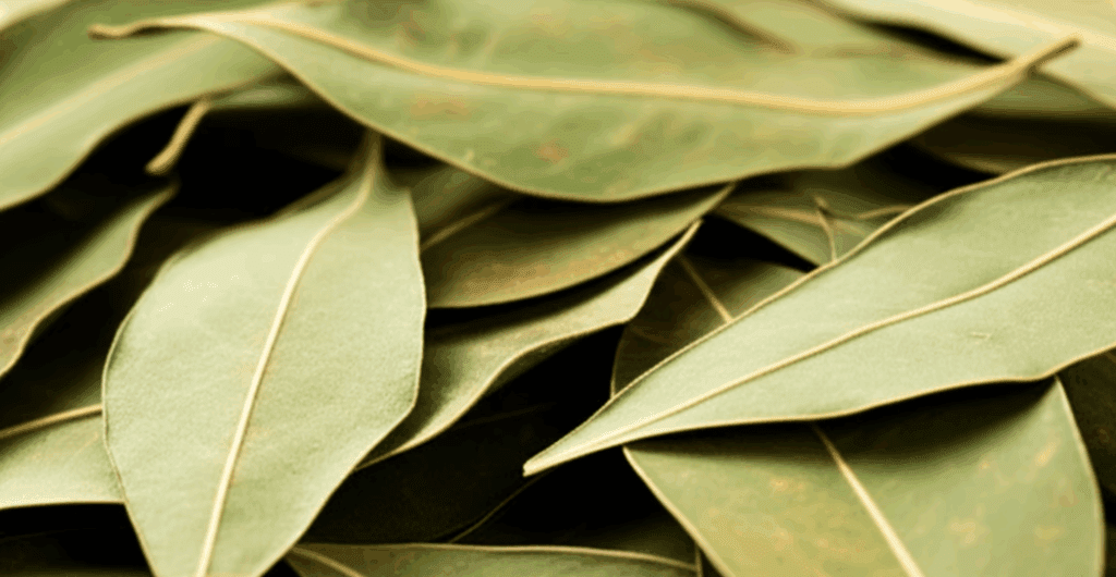 cara menanam pohon jati cina