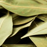 cara menanam pohon jati cina