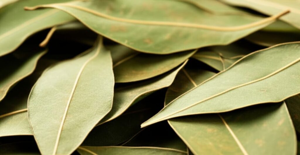 cara menanam pohon jati cina