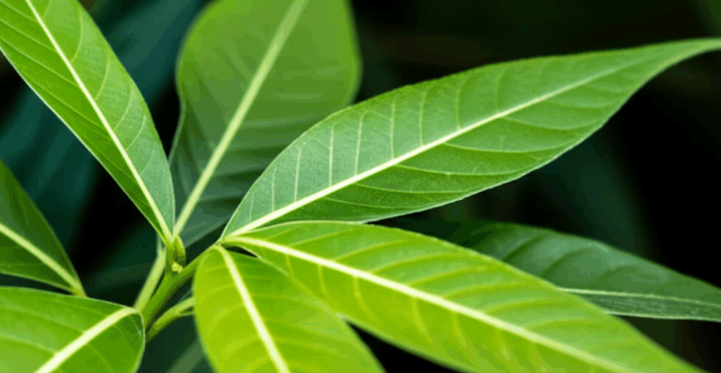 testimoni minum teh jati cina