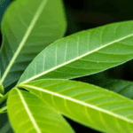 testimoni minum teh jati cina