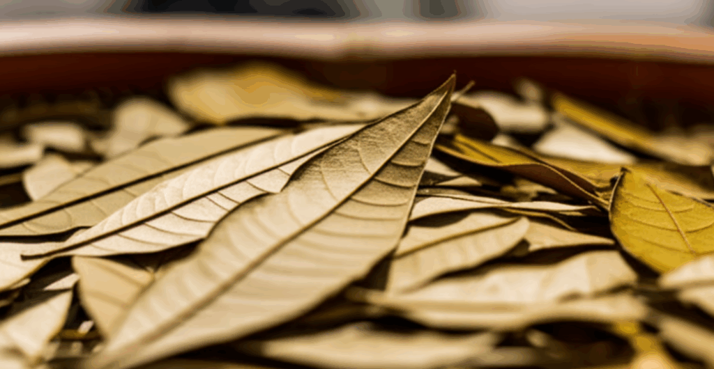 campuran jati cina dan jahe untuk diet