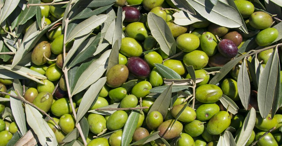 buah zaitun untuk diet