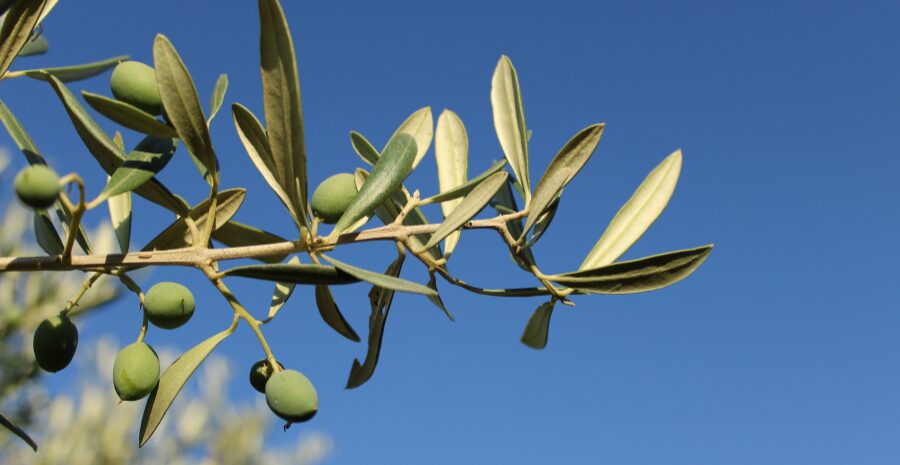 buah zaitun dalam Alquran