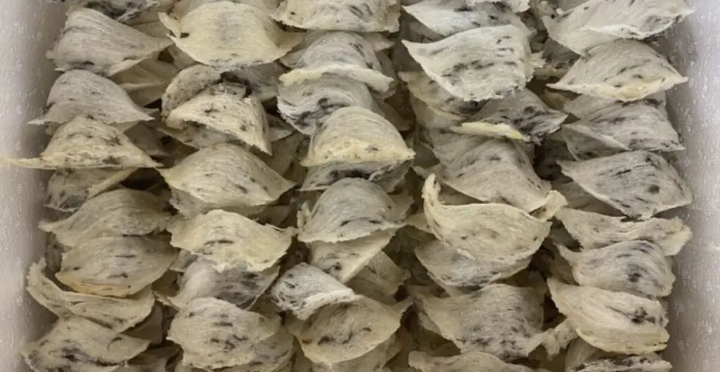 sarang walet untuk ibu hamil