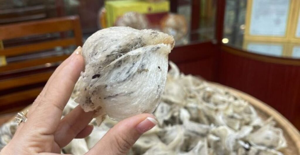 cara membersihkan sarang walet mentah