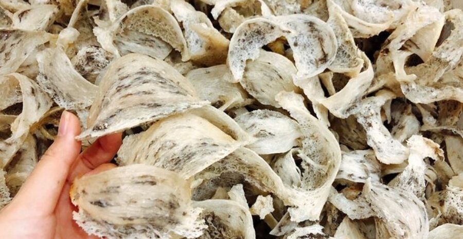 manfaat sarang walet untuk kecantikan