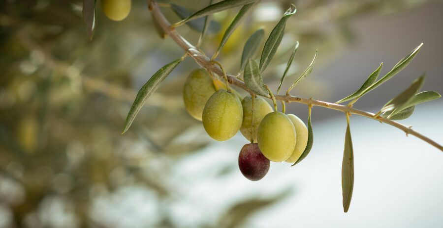 kandungan gizi buah zaitun