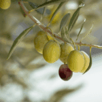 kandungan gizi buah zaitun