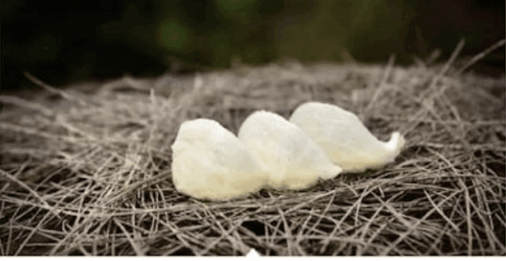 cara budidaya walet di rumah