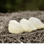 cara budidaya walet di rumah