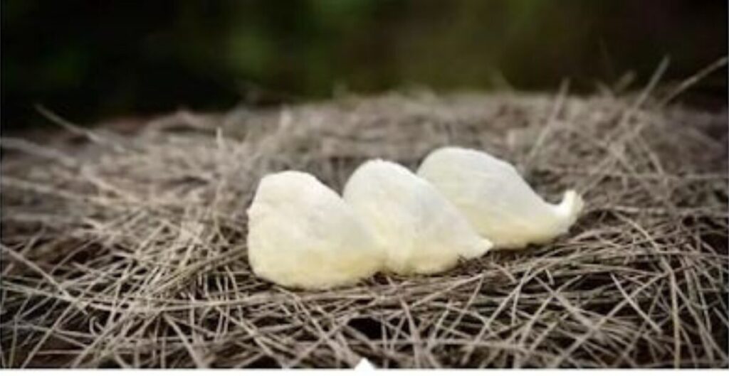 cara budidaya walet di rumah