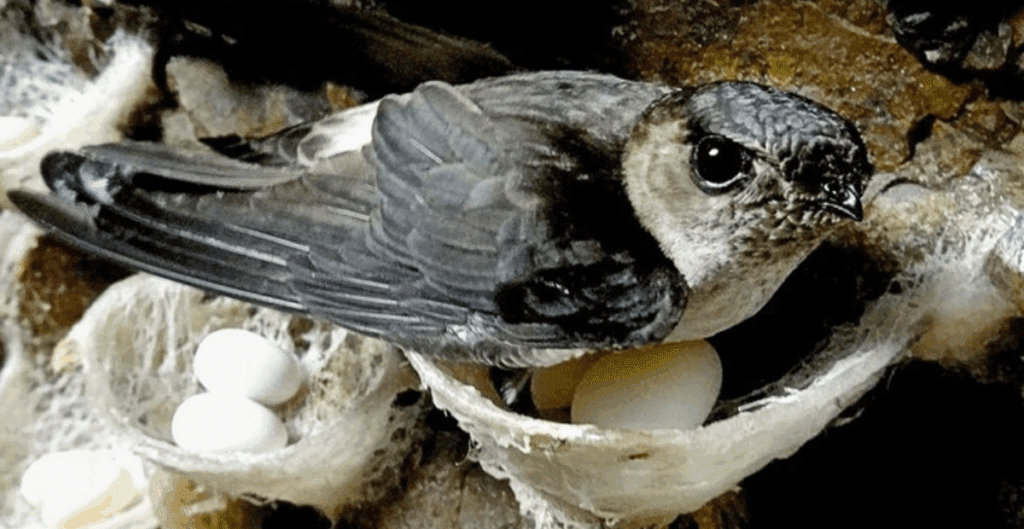 cara menarik walet agar bersarang