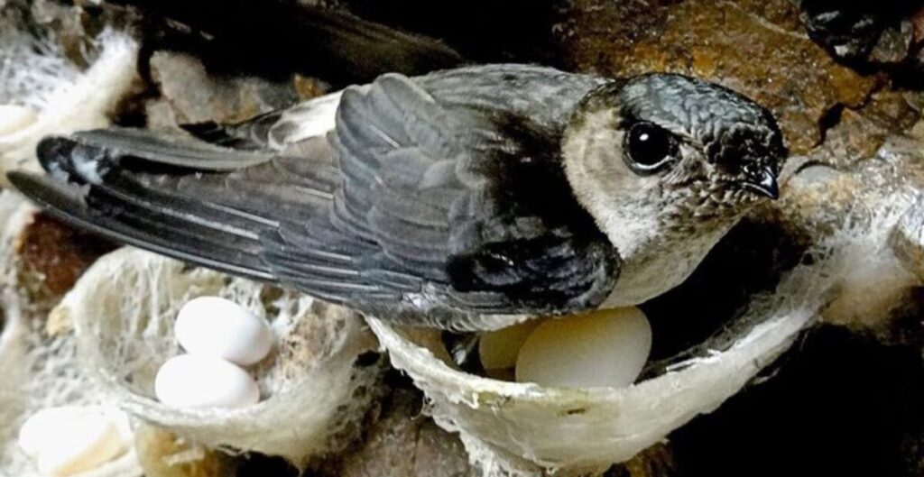 cara menarik walet agar bersarang