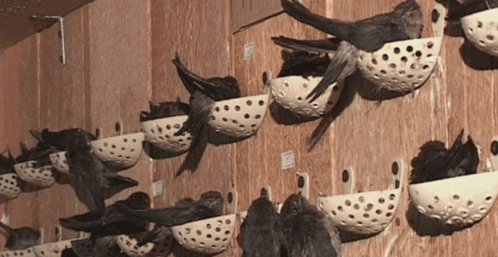 legalitas bisnis sarang walet