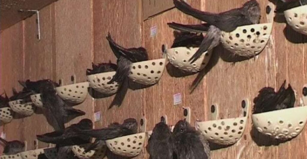 legalitas bisnis sarang walet