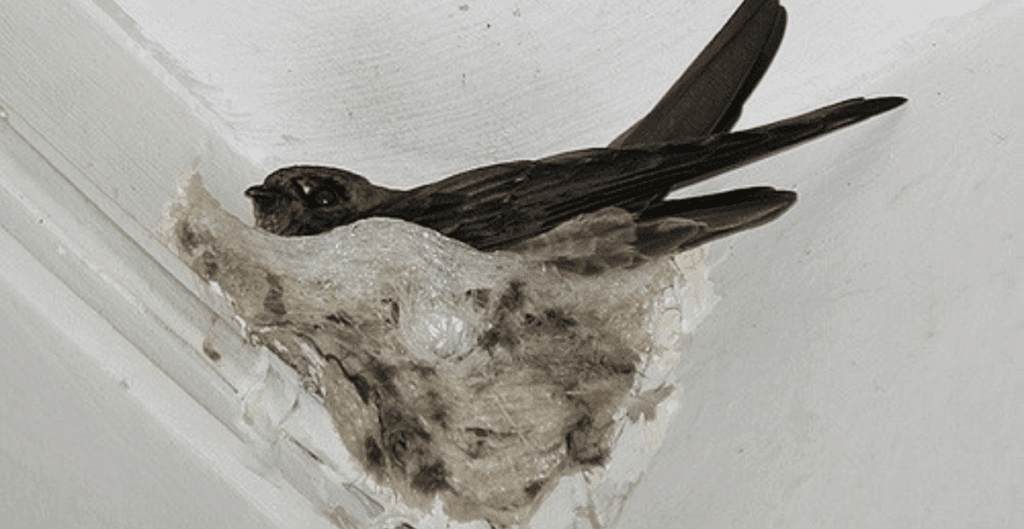 siapa saja yang mengonsumsi sarang walet