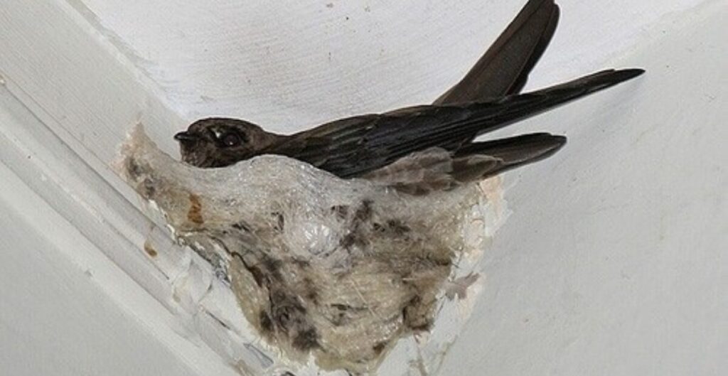 siapa saja yang mengonsumsi sarang walet