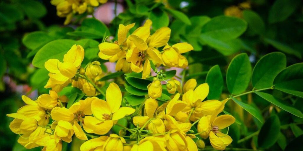 ara membuat teh daun jati cina sendiri