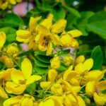 ara membuat teh daun jati cina sendiri