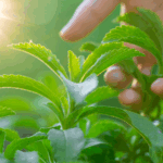 minuman sehat dengan stevia