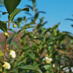 karakteristik camellia sinensis