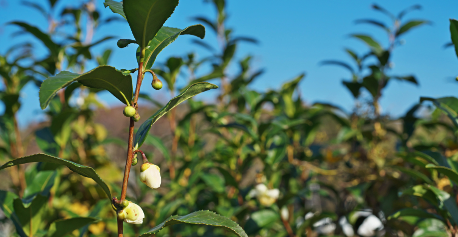 karakteristik camellia sinensis
