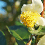 jenis teh dari camellia sinensis