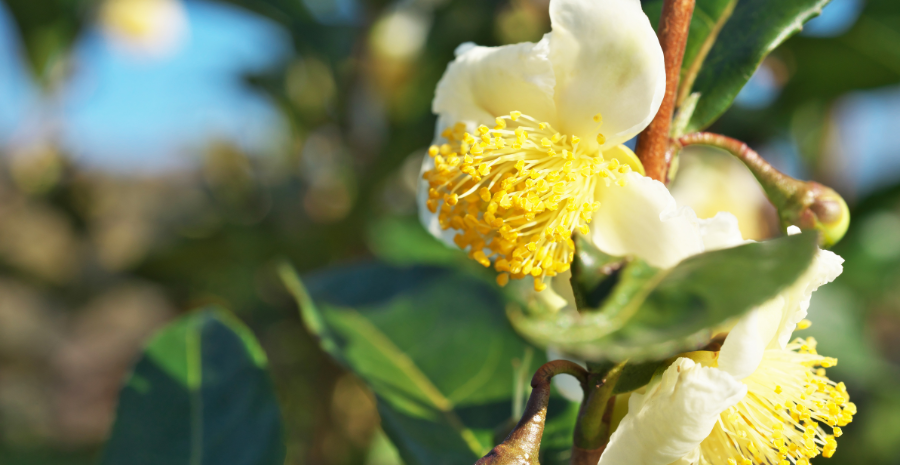 jenis teh dari camellia sinensis