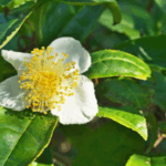 manfaat camellia sinensis untuk tubuh