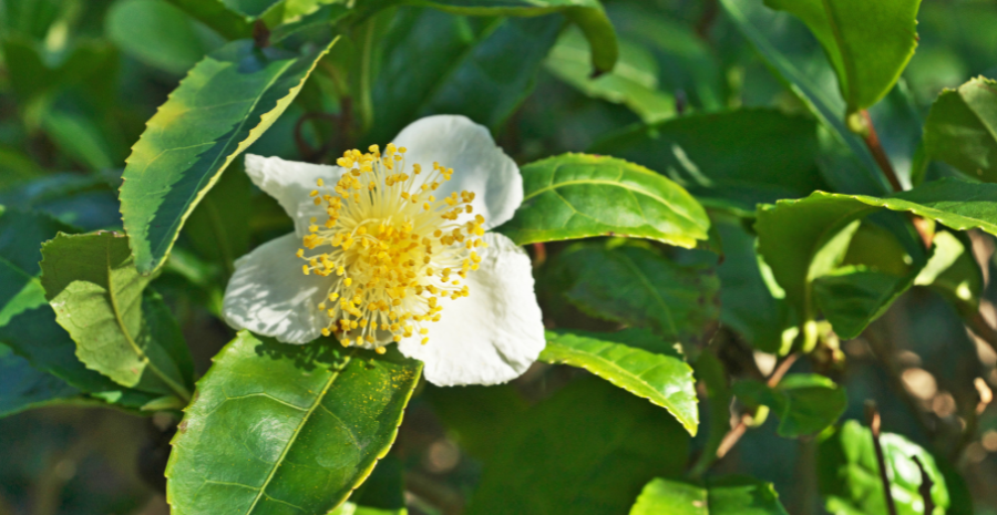 manfaat camellia sinensis untuk tubuh