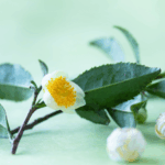 kandungan antioksidan dalam camellia sinensis