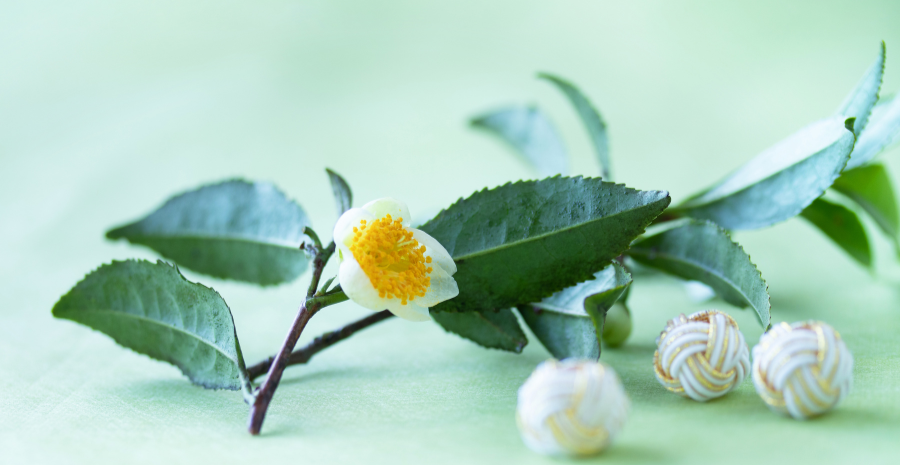 kandungan antioksidan dalam camellia sinensis
