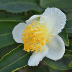 cara menanam camellia sinensis