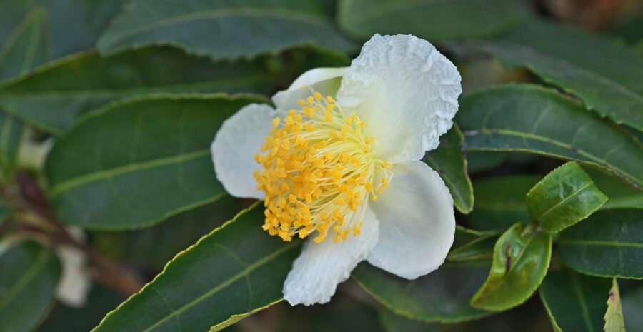 cara menanam camellia sinensis