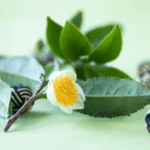 proses pengolahan camellia sinensis