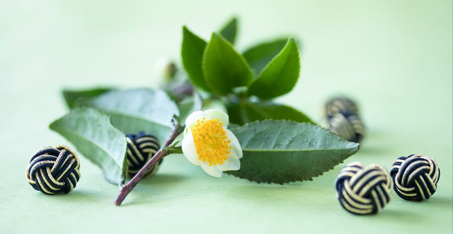 proses pengolahan camellia sinensis