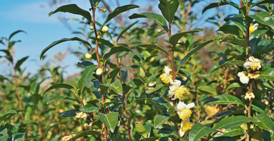 camellia sinensis untuk teh hijau