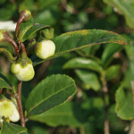 produksi teh dari camellia sinensis