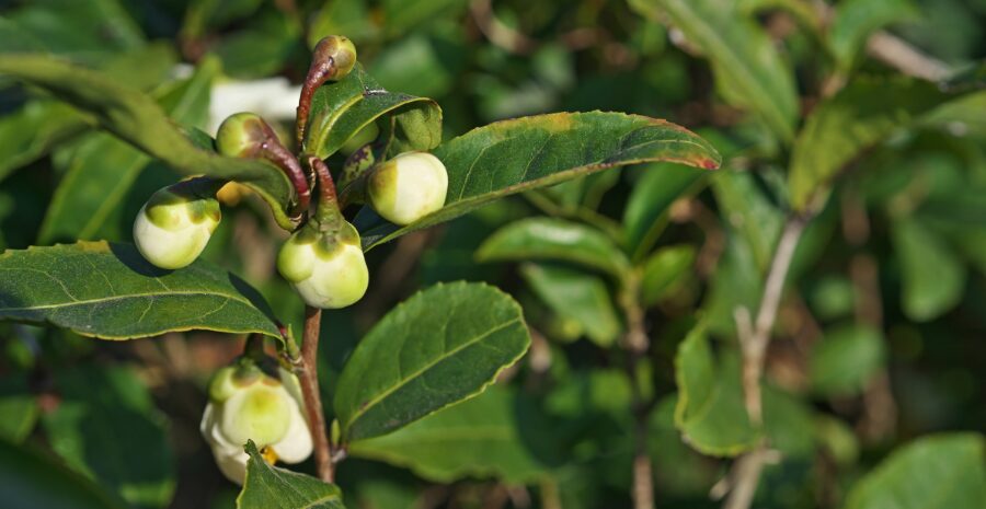 produksi teh dari camellia sinensis