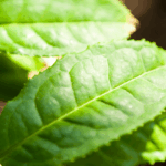 berapa kali minum camellia sinensis sehari