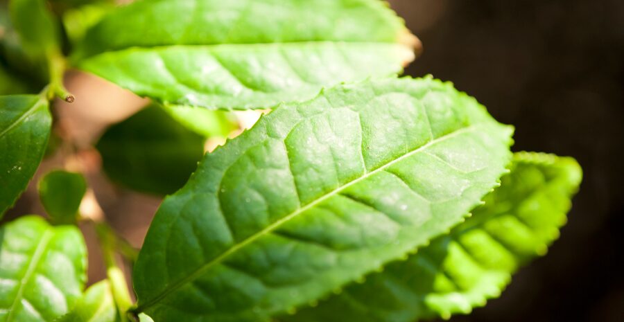 berapa kali minum camellia sinensis sehari